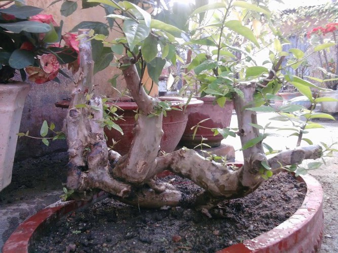 Mua cây bằng lăng bonsai tại Bình Long