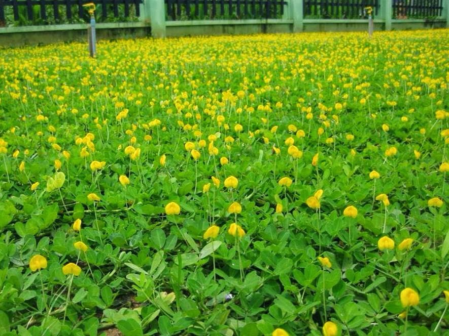 Bán cỏ đậu phộng tại Tân Khai